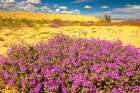 USA, California, Imperial Sand Dunes Recreation Area. Blooming verbena flowers. Art Print